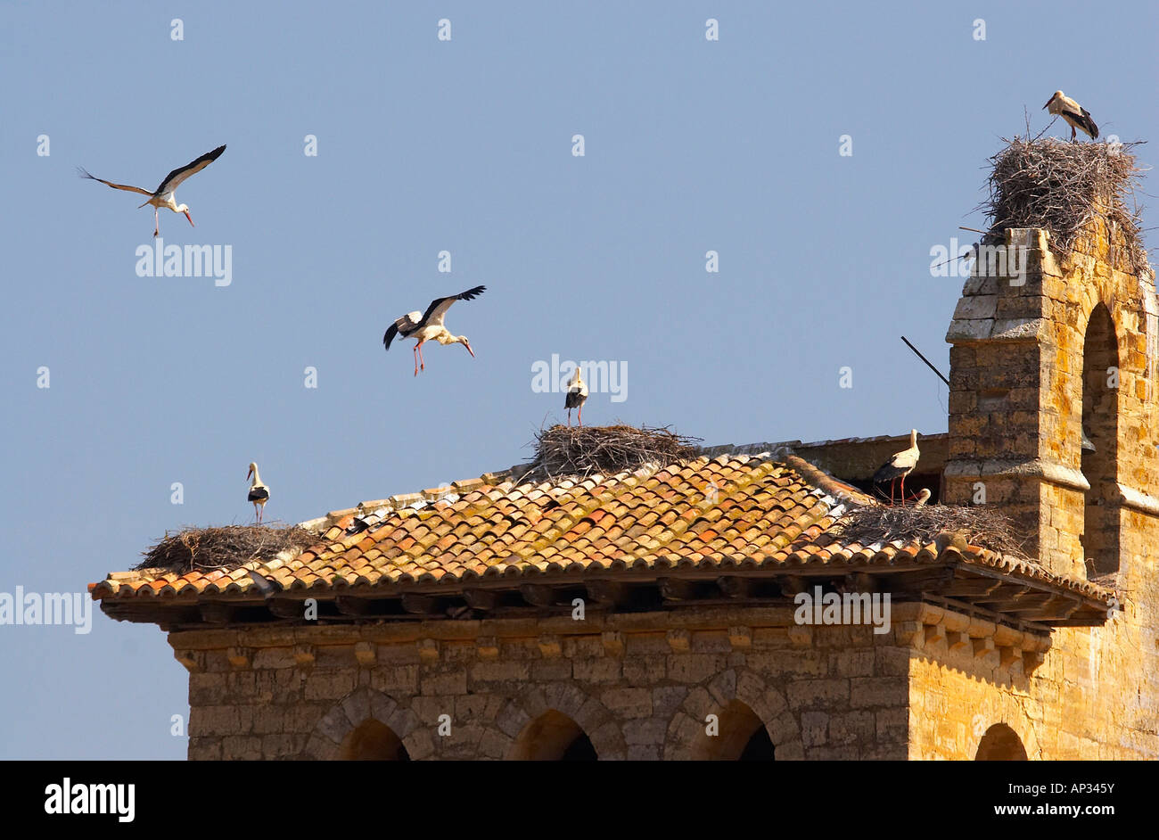 Störche fliegen rund um die Kirche von St. Telmo, Fromista, Kastilien-León, Spanien Stockfoto