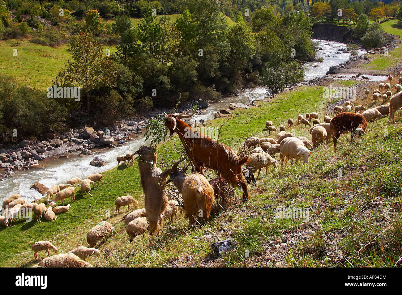 ENFORS mit Schafen und Ziegen in der Nähe des Dorfes Canfranc, Puerto de Somport, Huesca, Aragon, Spanien Stockfoto
