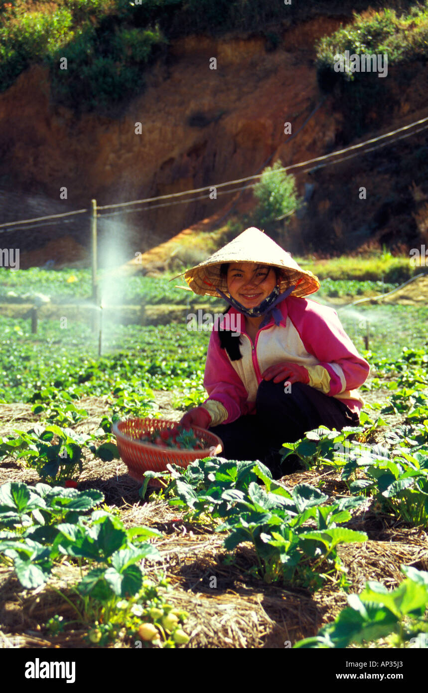 Junge Landarbeiter, die Bearbeitung des Bodens, Dalat, Vietnam Stockfoto