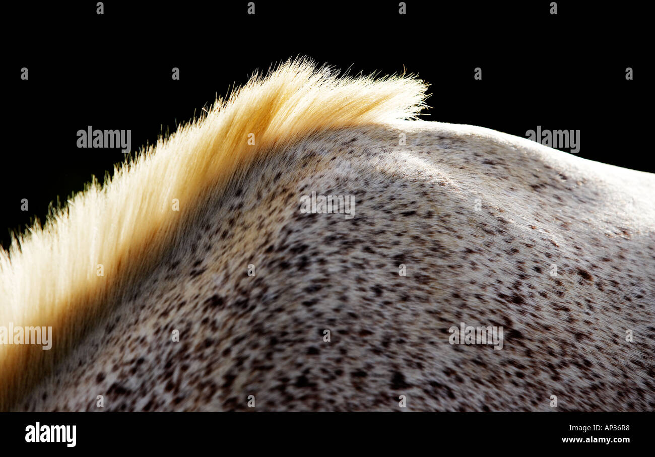 Ungewöhnliche Winkel ein grau gesprenkelten Pferd Mähne Stockfoto