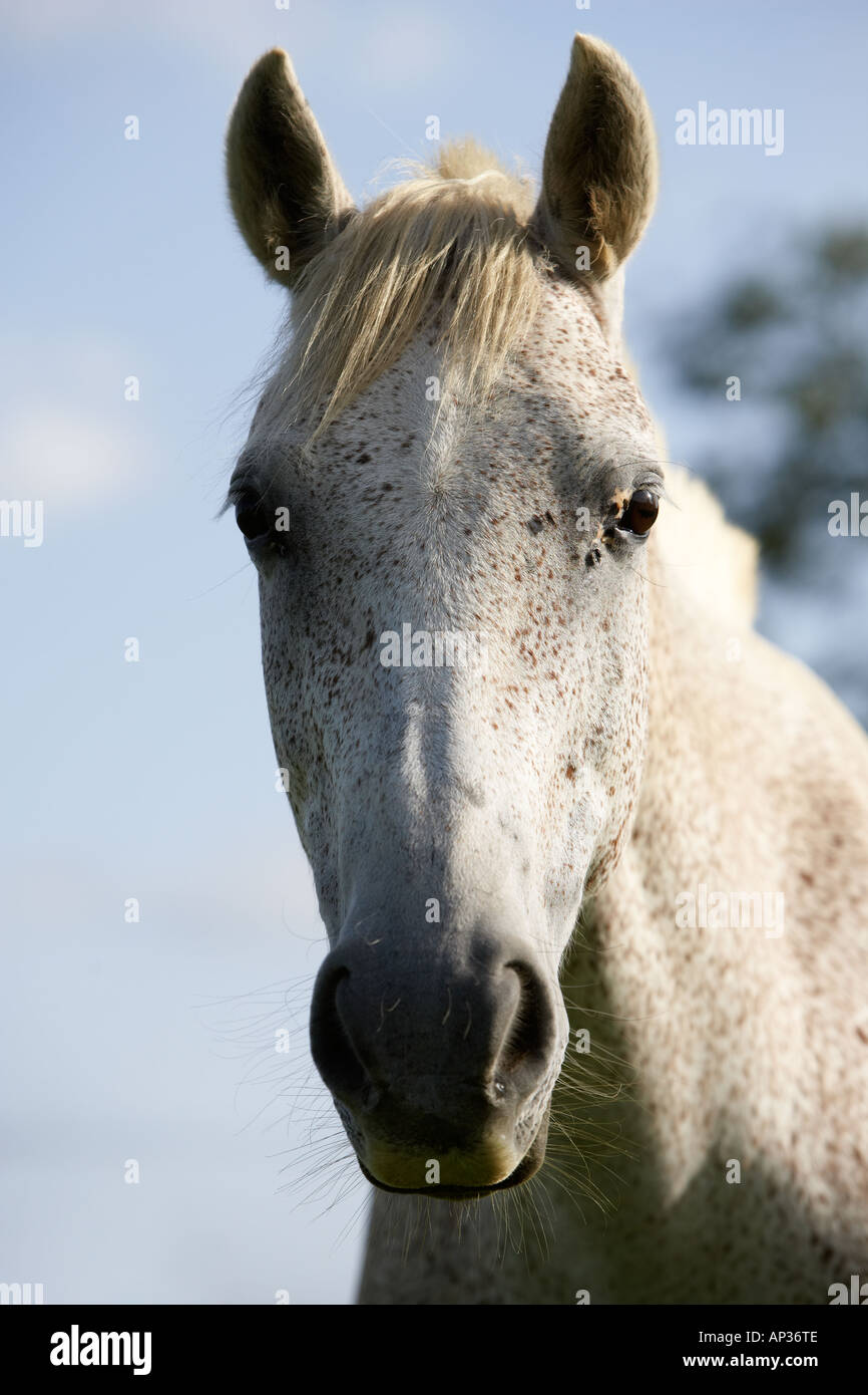 Eine grau gesprenkelte Pferdekopf Stockfoto