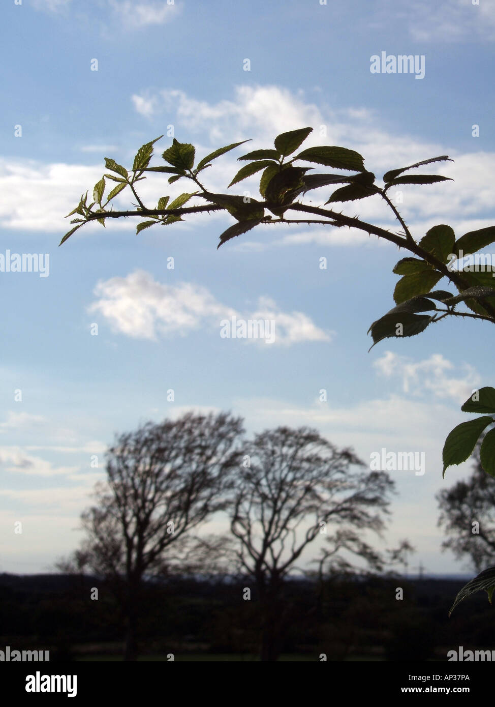 Brombeerstrauch und Feld Stockfoto