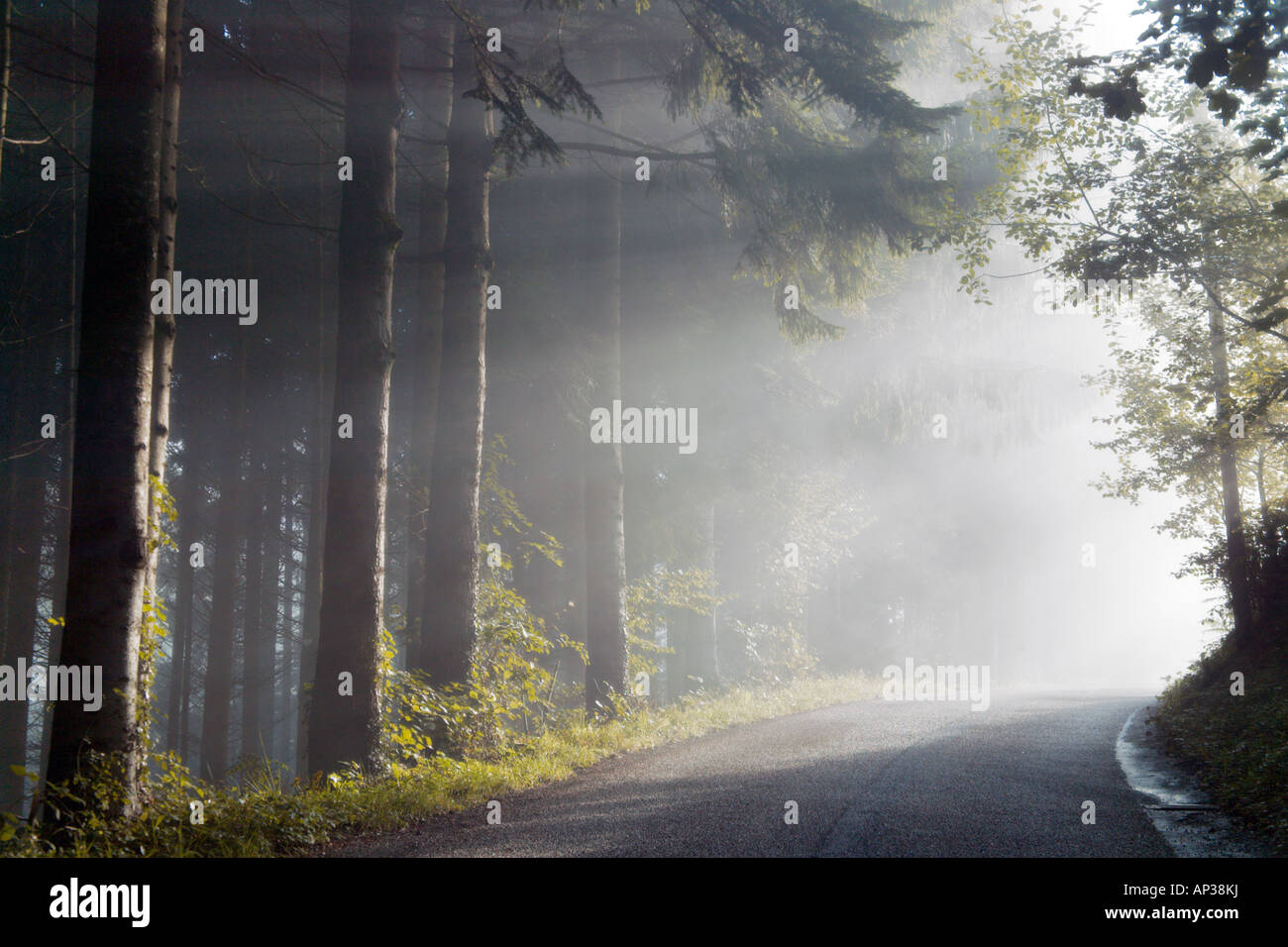 Straße durch Tannenwald mit Morgen Nebel, in der Nähe von Fischerbach, Kinzigtal, Schwarzwald, Deutschland Stockfoto