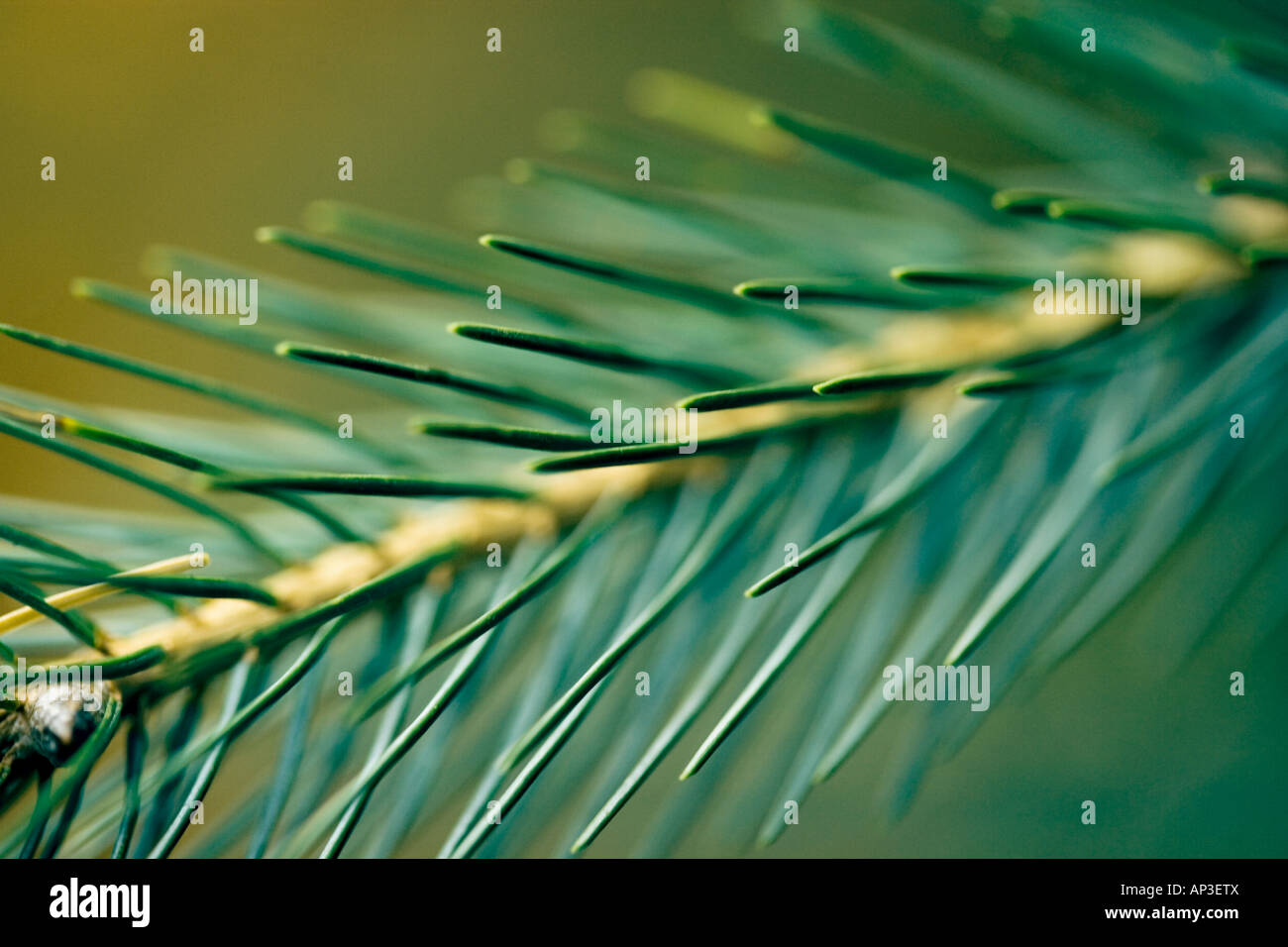 Nahaufnahme von immergrünen Baum Nadeln Stockfoto
