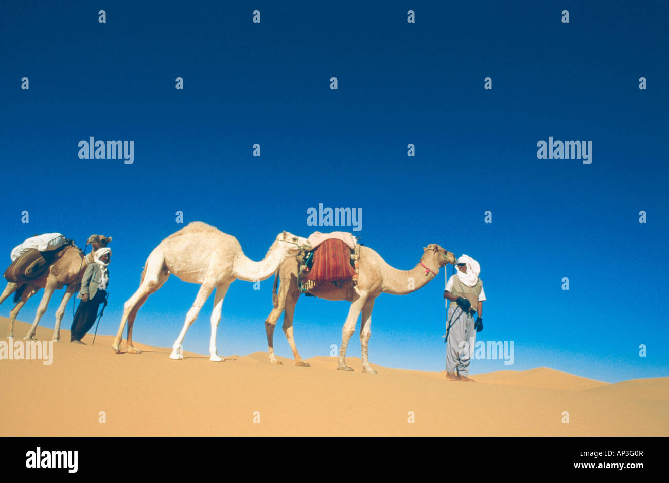 Wohnwagen, Kamele, Sahara, Algerien, Afrika Stockfoto