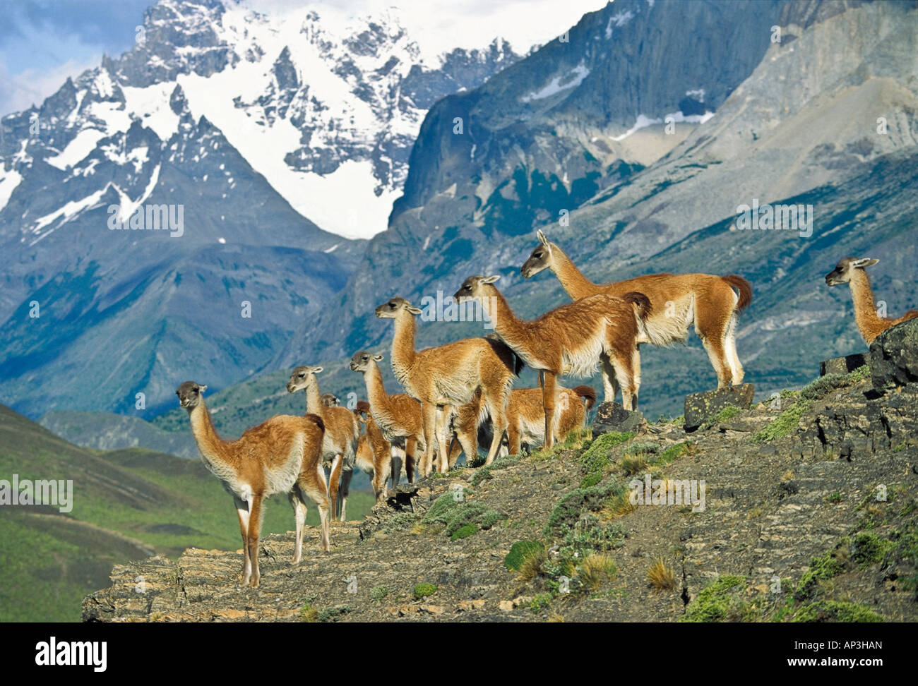 Guanakos, Lama Guanicoe, Cuernos del Paine, Paine Berge, Torres del Paine Nationalpark, Patagonien, Chile Stockfoto