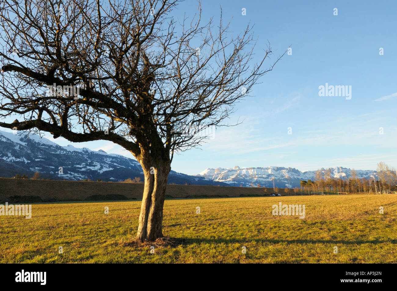 Unterfeld Richtung Saentis Berg im Winter, Triesen LI Stockfoto