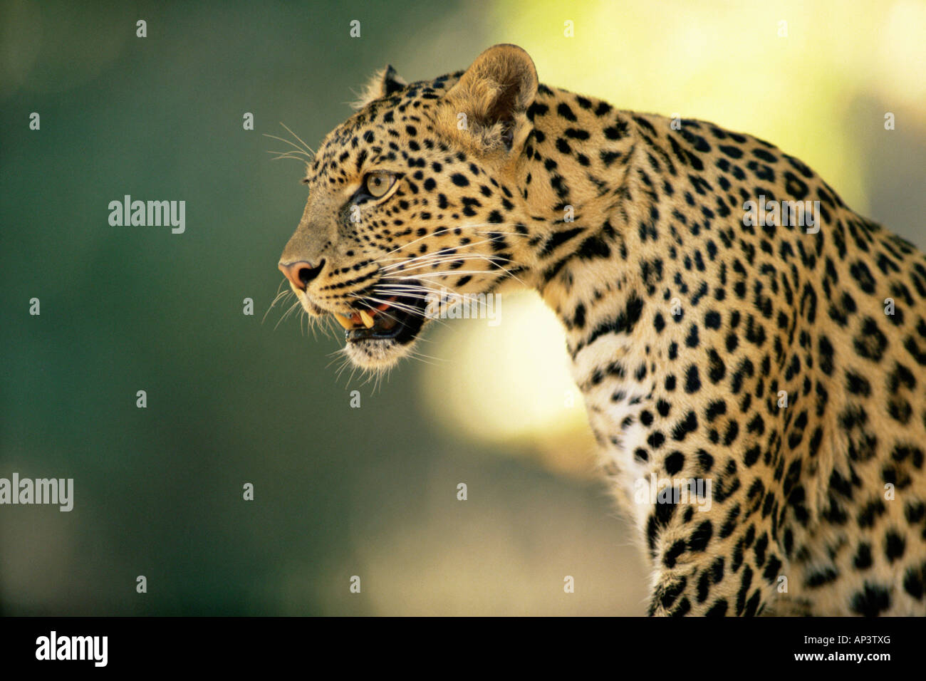Asiatischen leopard Stockfoto