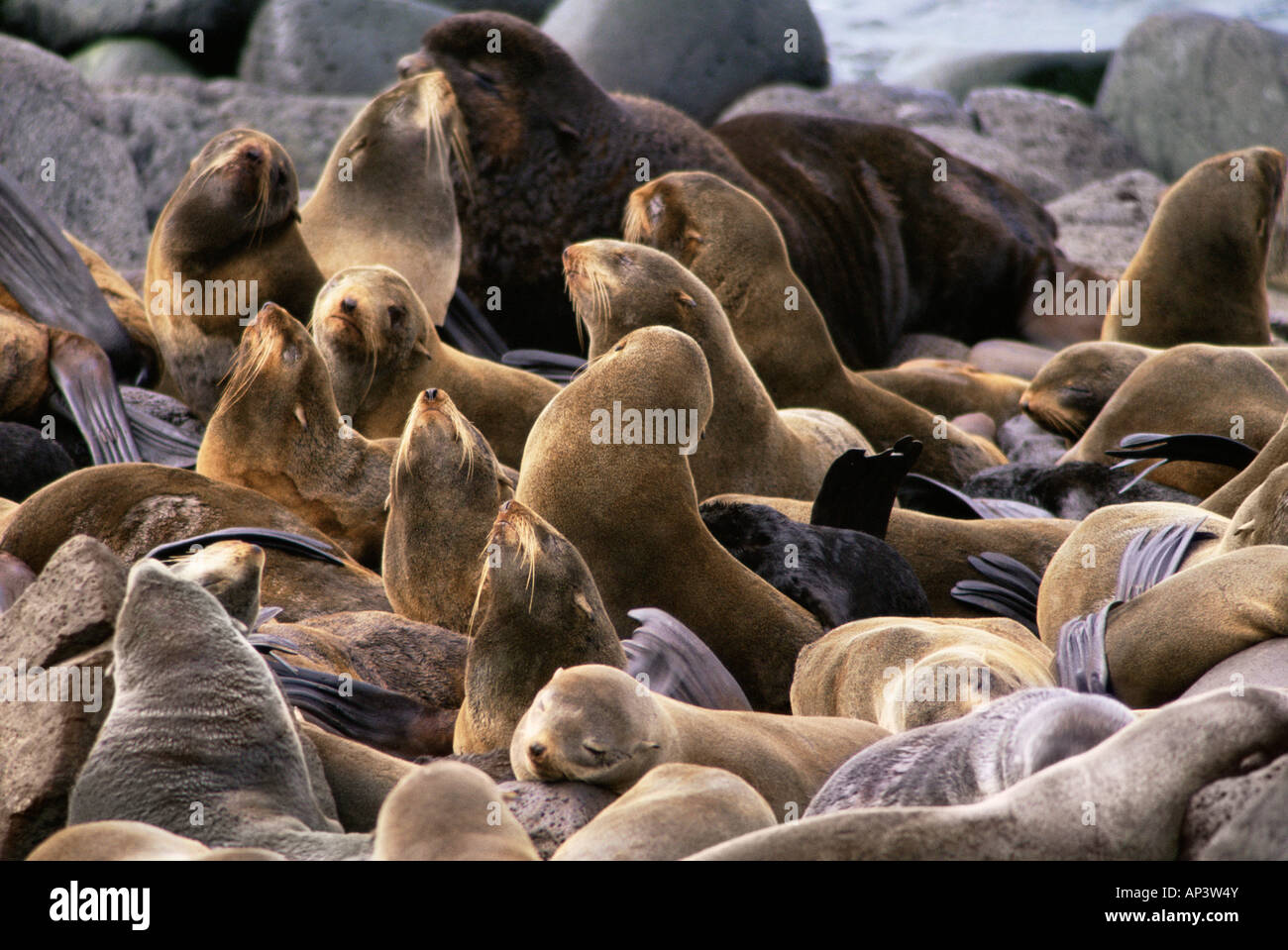 Große Gruppe der nördlichen Seebären Stockfoto