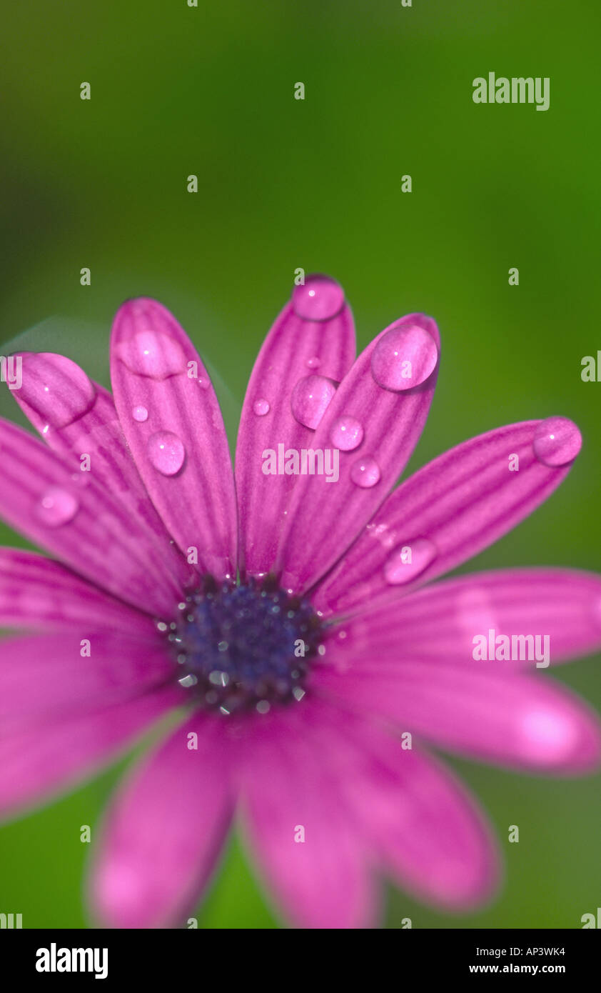 Osteospermum Flower mit Wasser fällt auf Blütenblätter Stockfoto