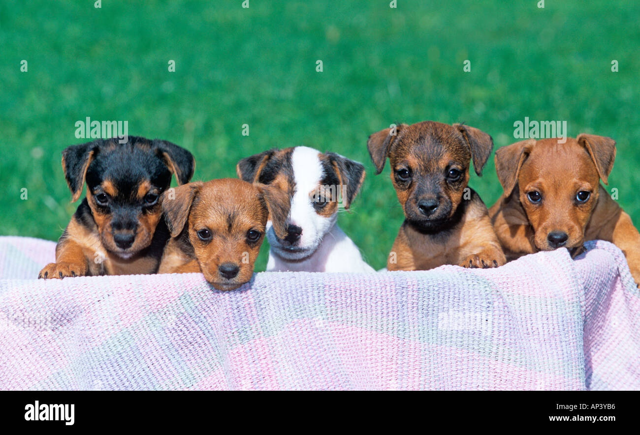 Einen Wurf fiel Terrier Welpen Stockfoto