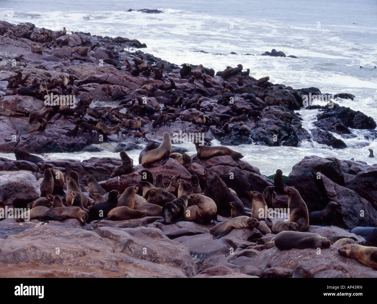 Die Cape Robbenkolonie am Cape Cross, Namibia Stockfoto Die Cape Robbenkolonie am Cape Cross, Namibia Stockfoto