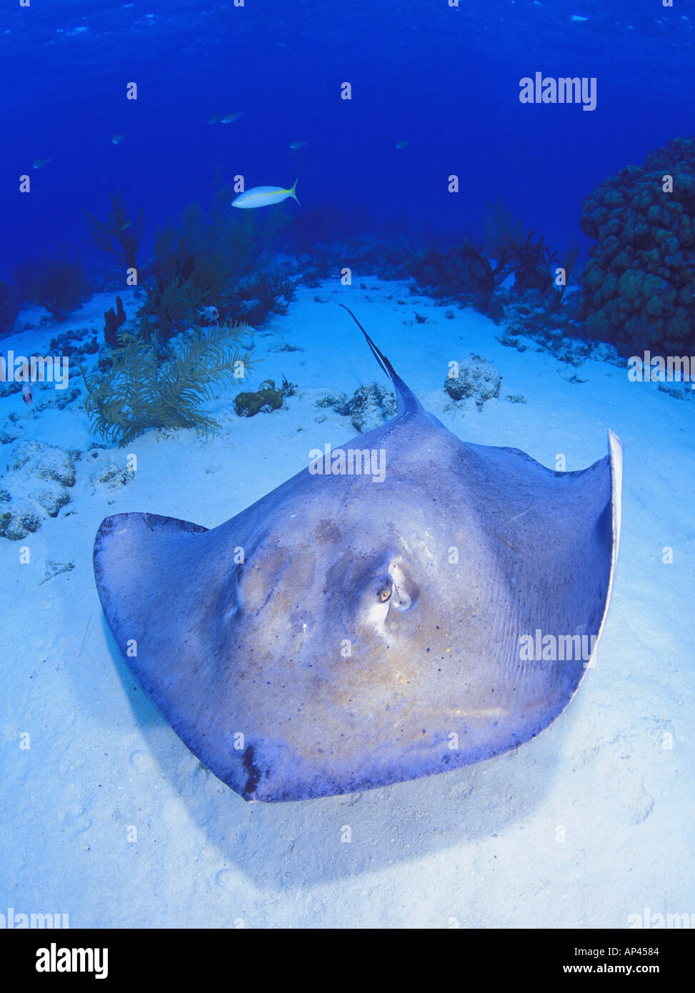 Leben im Meer Stockfoto