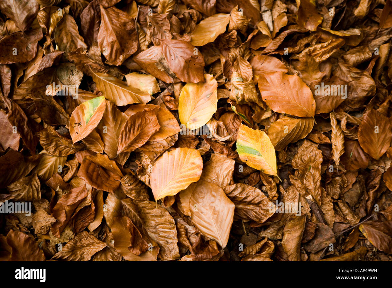 Full-Frame-Schuss von Herbst Blätter Stockfoto
