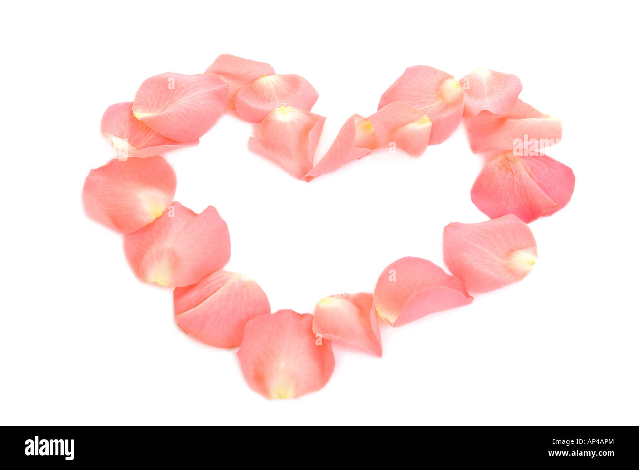 Herzform gemacht von rosa Rosenblüten auf weißem Hintergrund Stockfoto