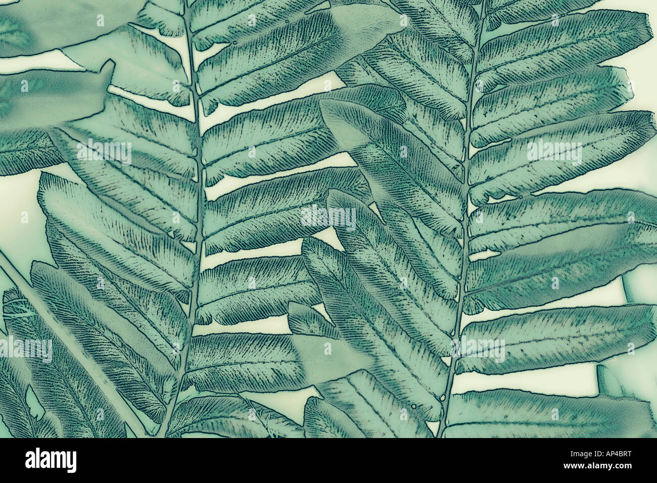 Eine abstrakte Foto-Illustration Nahaufnahme von grünen Blatt Laub Stockfoto