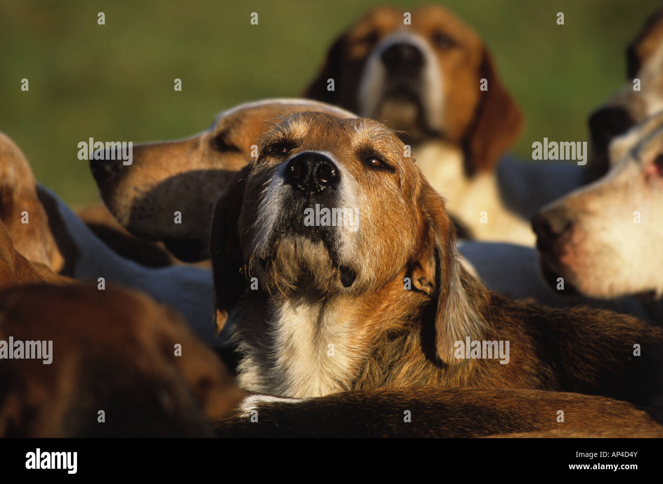 Foxhound in Packung von Cambridgeshire & Enfield Chace Hunt Stockfoto