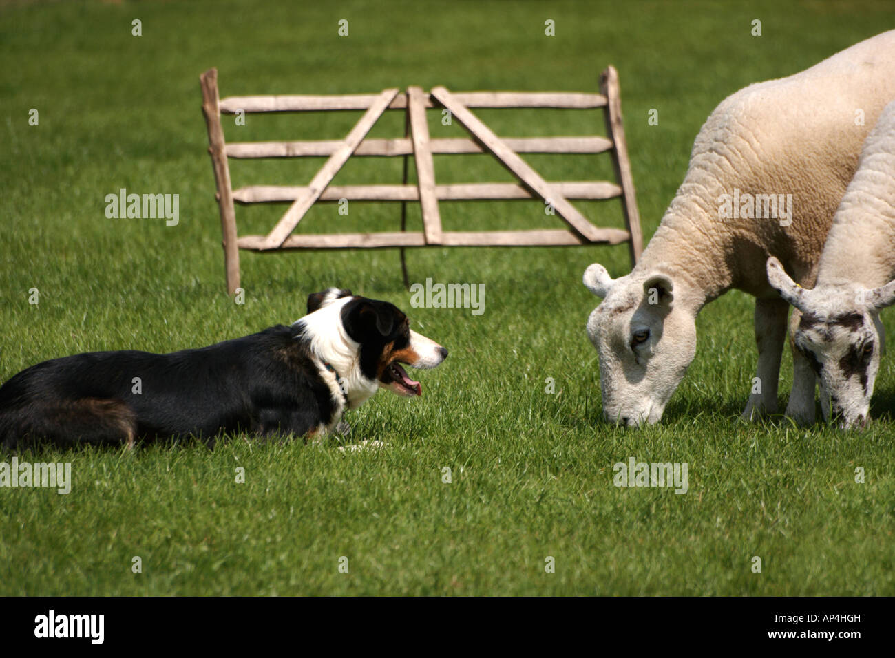 Ein arbeitenden Border Collie Schafe hüten Stockfoto