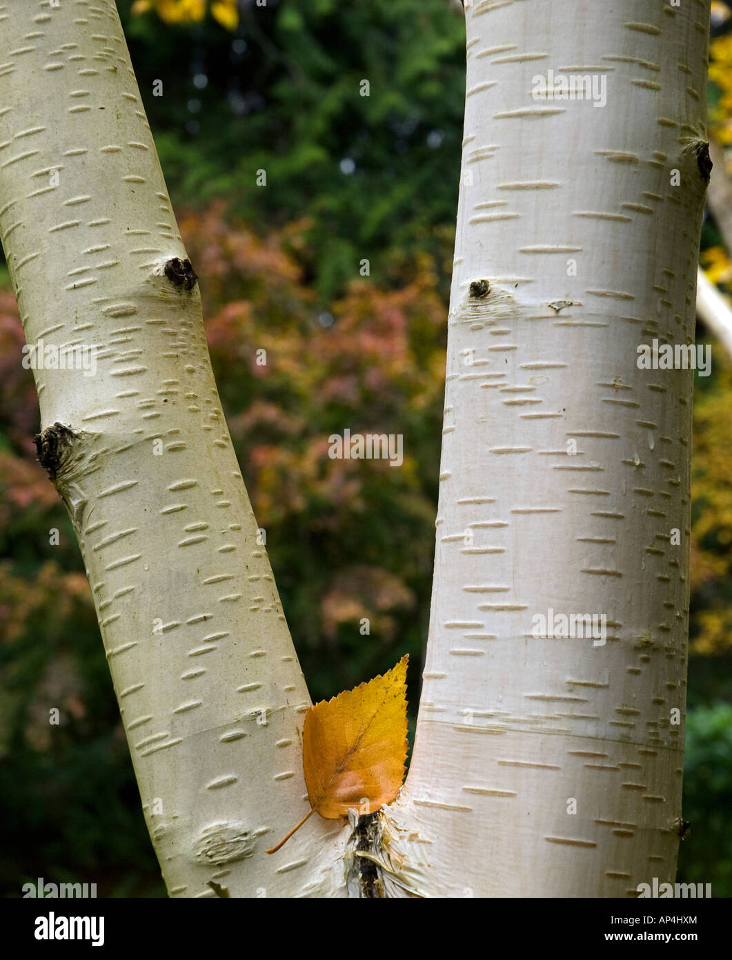 West-Himalaya-Birke Baum und Blatt Bainbridge Island Washington Stockfoto