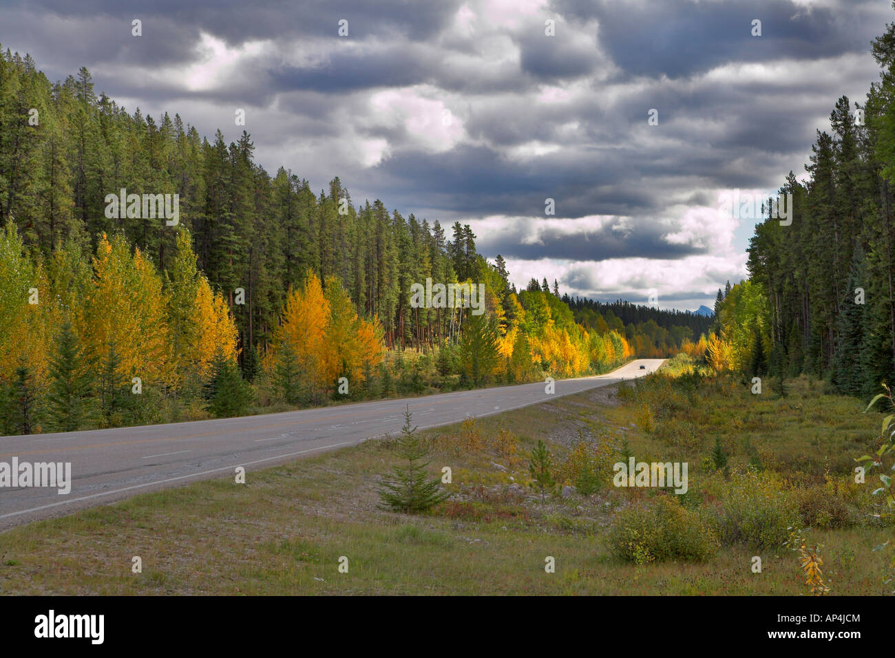 Straße in einen Wald in trüben Herbsttag Stockfoto