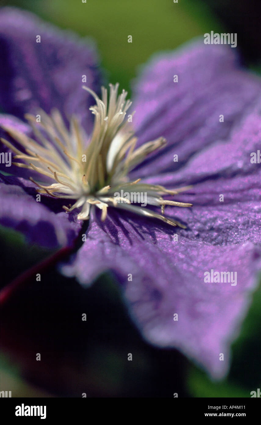 Clematis Stockfoto