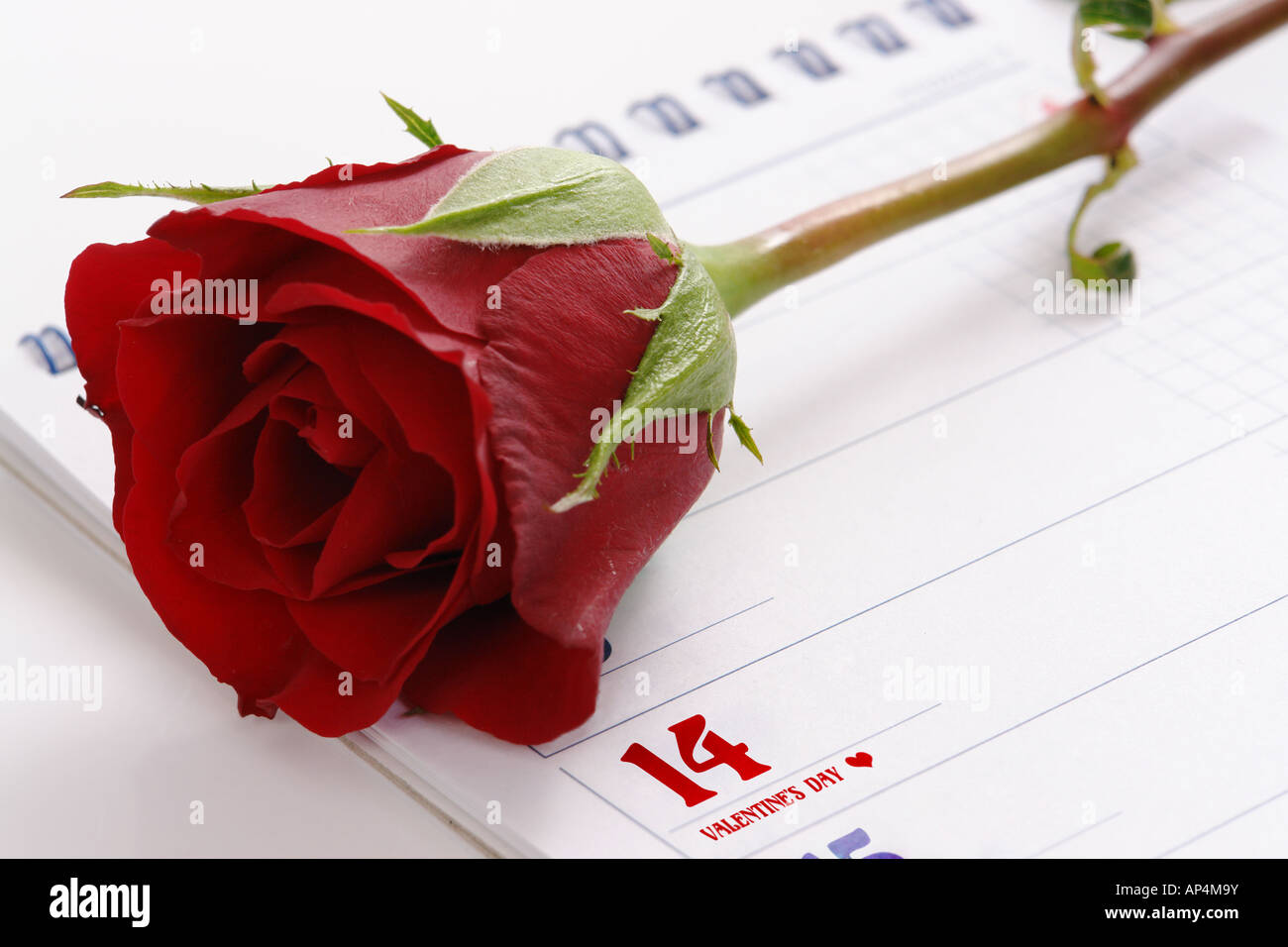 Rote Rose Kalenderblatt zeigt 14. Februar - Valentinstag Stockfoto
