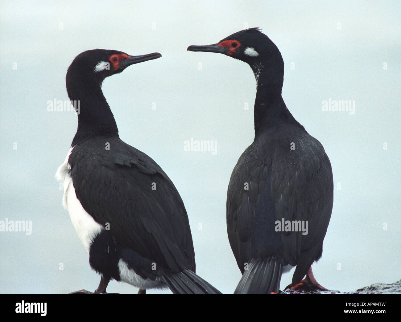 Zwei Felsen Shag Seevögel sahen einander, Falkland-Inseln Stockfoto
