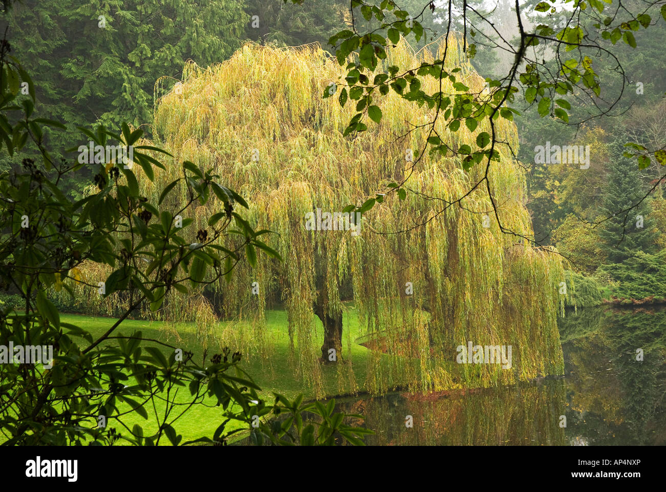 Das Golden Weeping Willow Salix x Chrysocoma liegt am Teich. Stockfoto