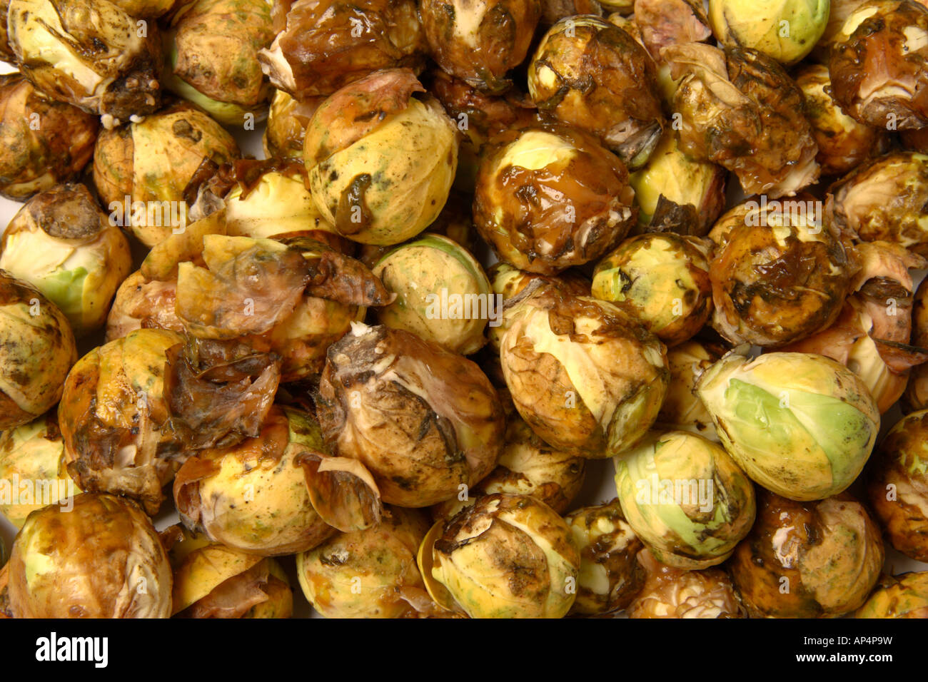 Fäulnis Brussell Sprossen Stockfoto