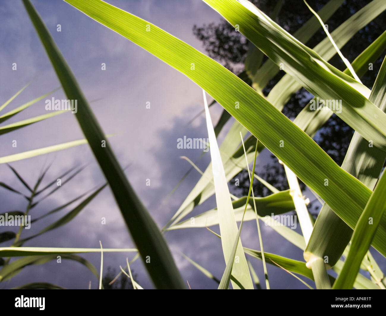 Nahaufnahme von Giant Reed (Arundo Donax) Feld Stockfoto
