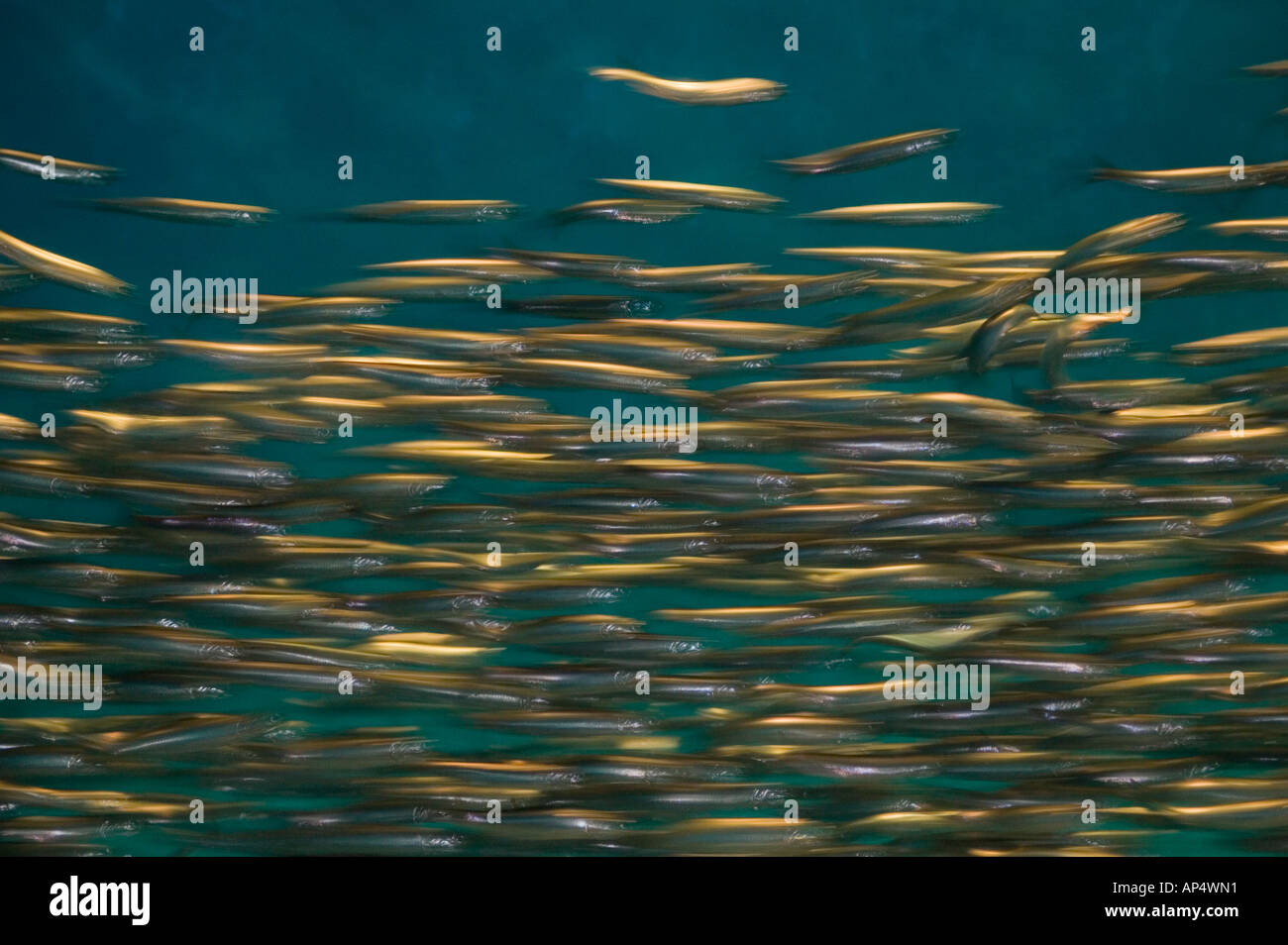 Funkelnde silberne Sardellen Schwimmen im Monterey Bay Aquarium Outer Bay ausstellen Monterey in Kalifornien Stockfoto