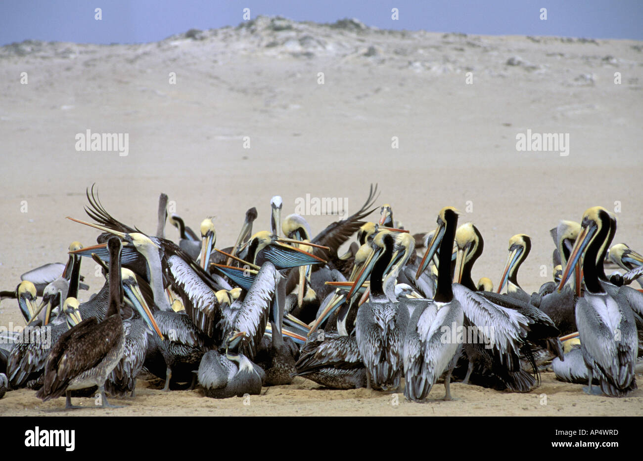 Südamerika, Peru, Isla Lobos de Tierra. Peruanische Pelikane (Pelicanus Thagus) Stockfoto
