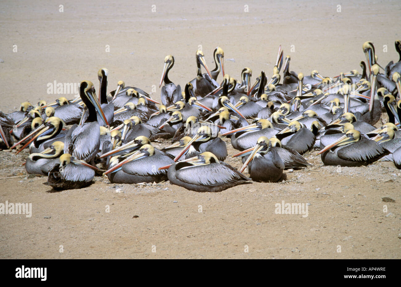 Südamerika, Peru, Isla Lobos de Tierra. Peruanische Pelikane (Pelicanus Thagus) Stockfoto