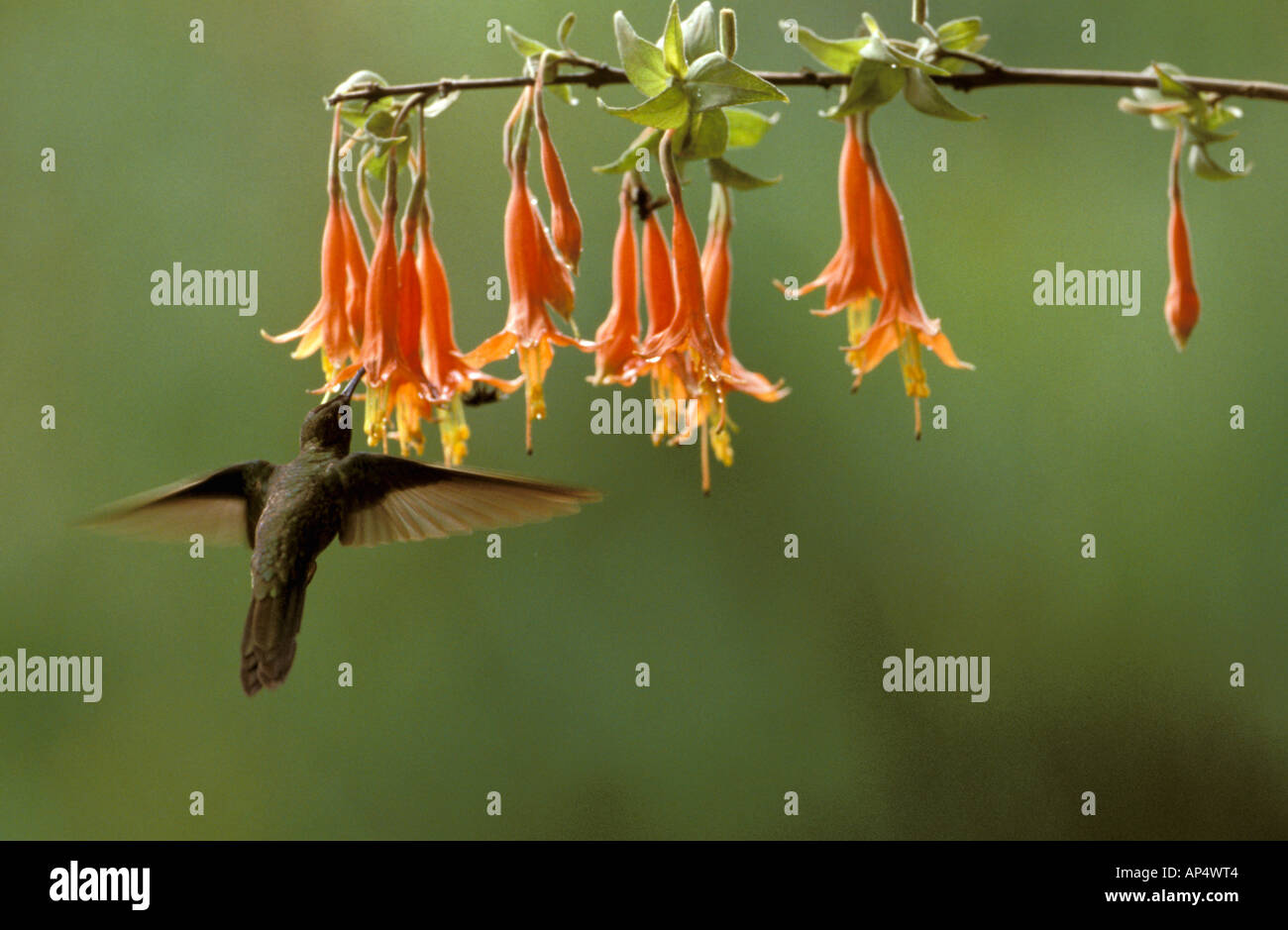 Südamerika, Peru, Manu Nebelwald. Violett-fronted brillant (Heliodaxa Leadbeateri) Stockfoto