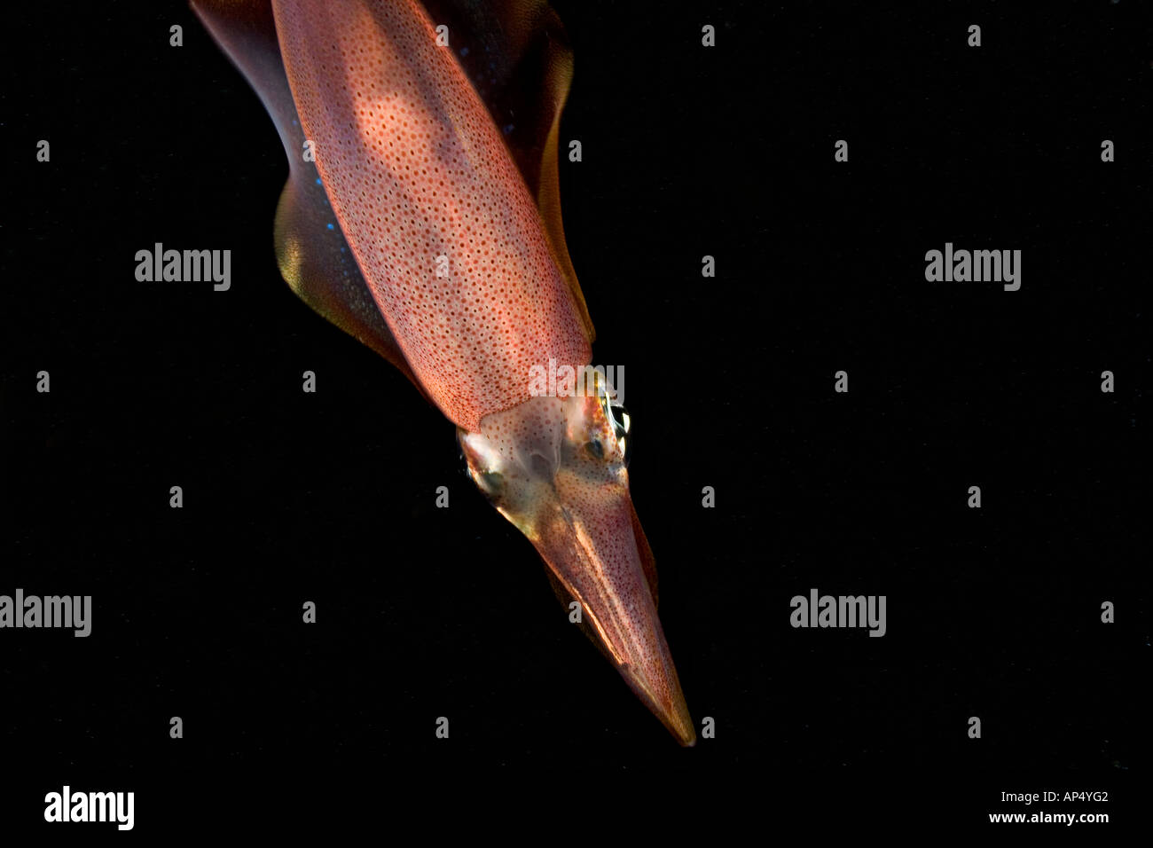 Diese Undereside Ansicht der diese ovale Tintenfisch, Sepioteuthis Lessoniana, zeigt die Auspuff-Siphon zwischen Augen, Hawaii. Stockfoto