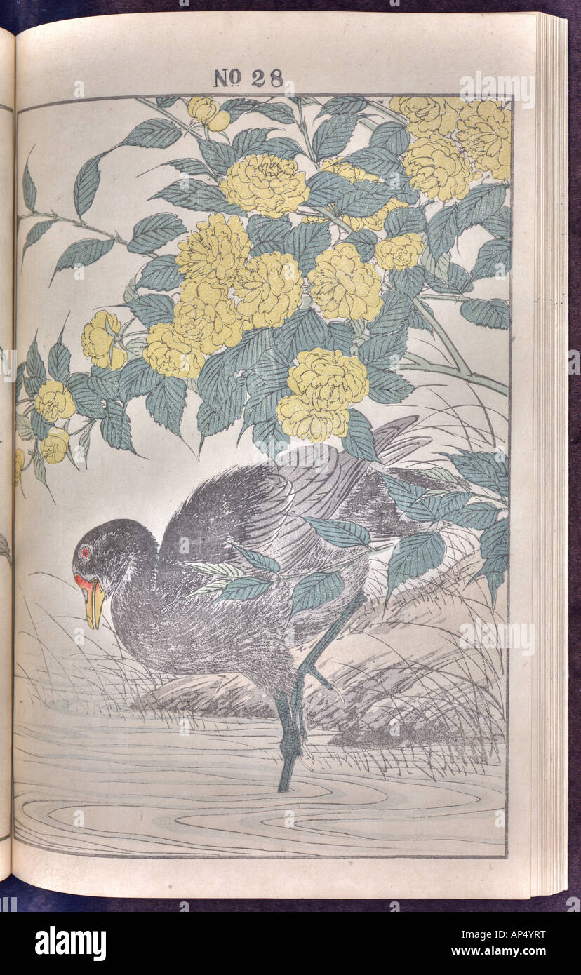 Vogel und Blume Illustrationen von Mottoshow: Sommer 1891 Seite 42 Stockfoto