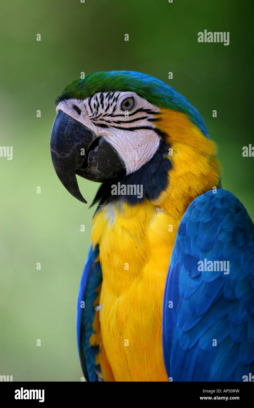 Blauer Ara Papagei aus dem Amazonas posiert Stockfoto