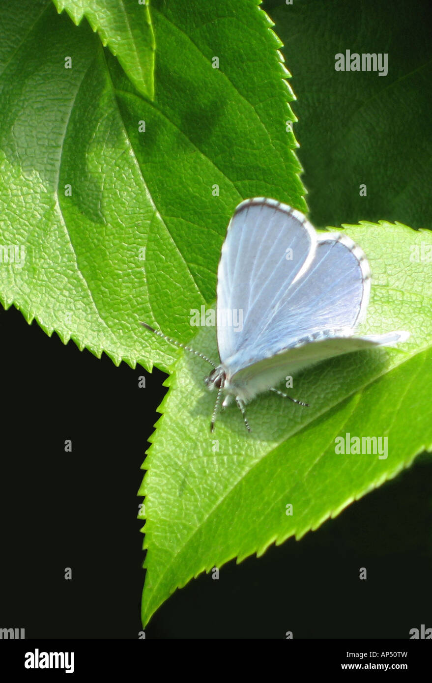 Adonis Blue Lysandra Bellargus Stockfoto