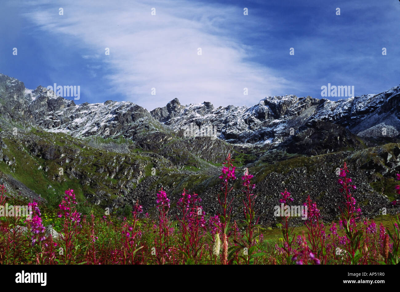 Eine Prise Sommer Schnee in den Bergen in Alaska mit Weidenröschen Blumen im Vordergrund Stockfoto