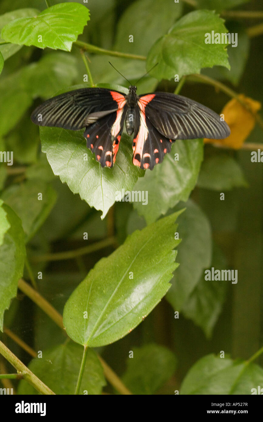 Scharlachroter Schwalbenschwanz Papilio Rumanzovia Stockfoto