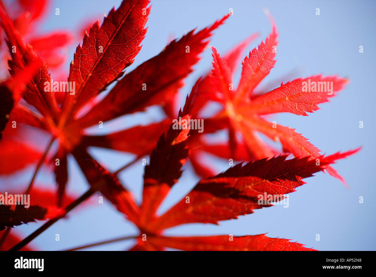 Japanischer Ahorn Acer Palmatum Bloodgood Blätter Stockfoto