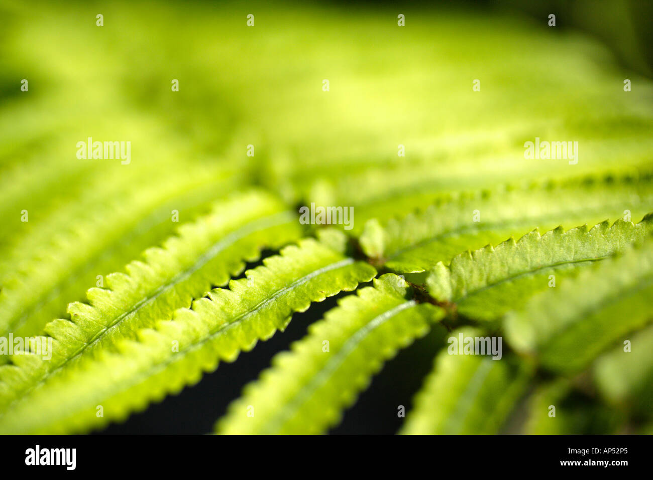 Gemeinsamen Wurmfarn Stockfoto