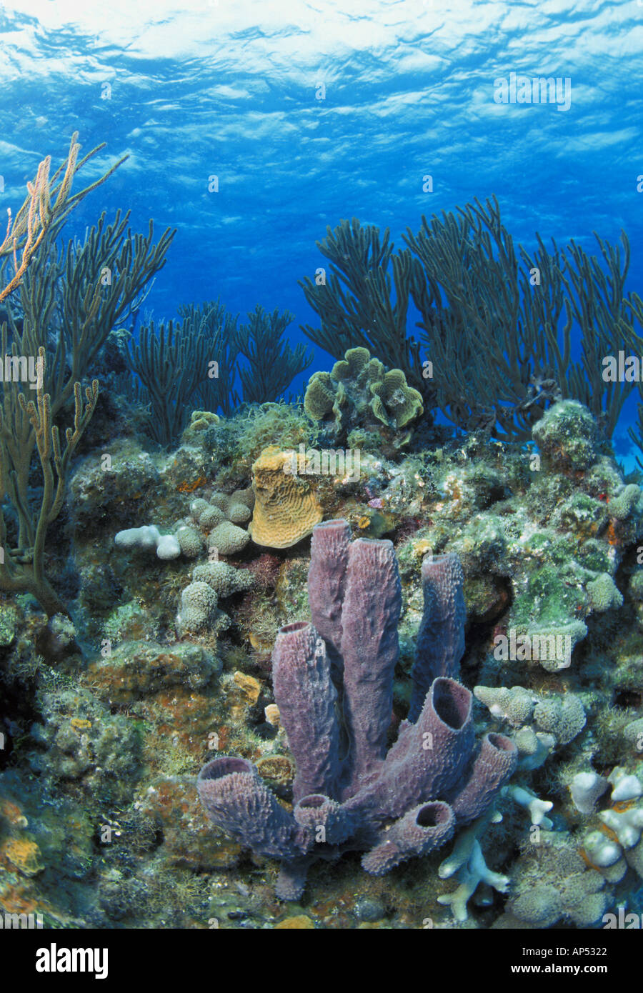 Leben im Meer unter Wasser Stockfoto