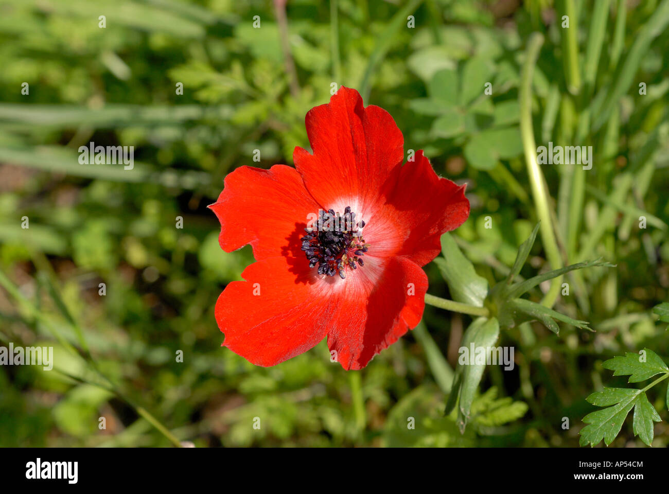 Crimson wilde Anemonenblume in Griechenland. Querformat Stockfoto