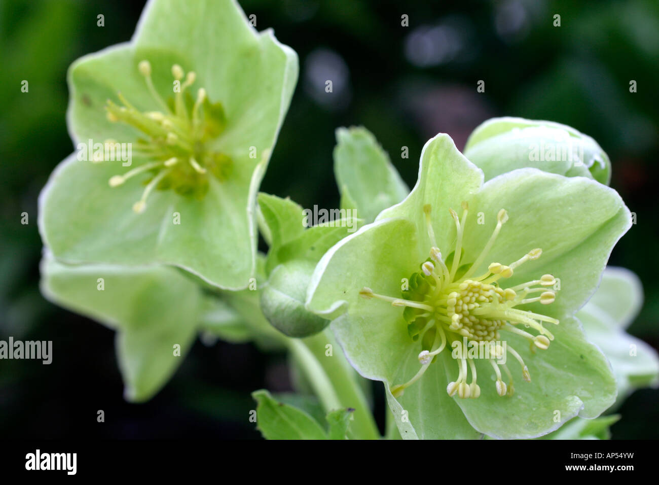 Helleborus Argutifolius Hauptversammlung Ende Januar Stockfoto