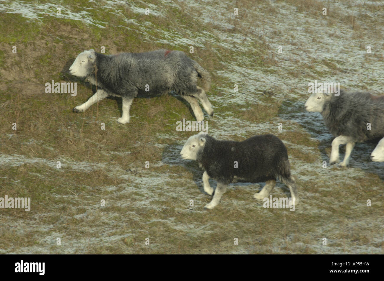 Herdwick Schafe am Ainsdale Sand Dunes National Nature Reserve Lancashire Stockfoto