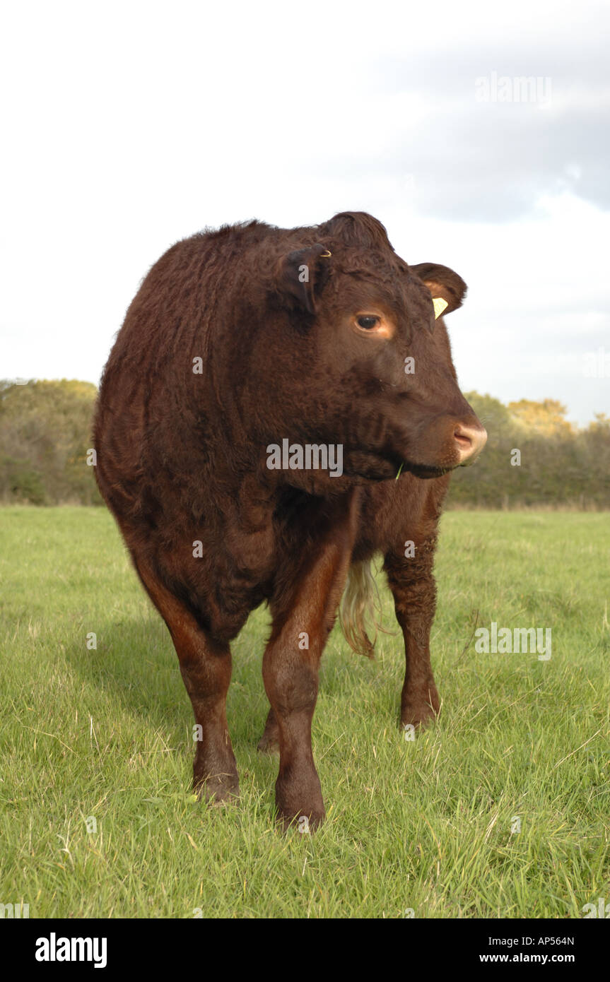 Ruby Rotvieh bei Barrington Hill National Nature Reserve Wiltshire England Stockfoto