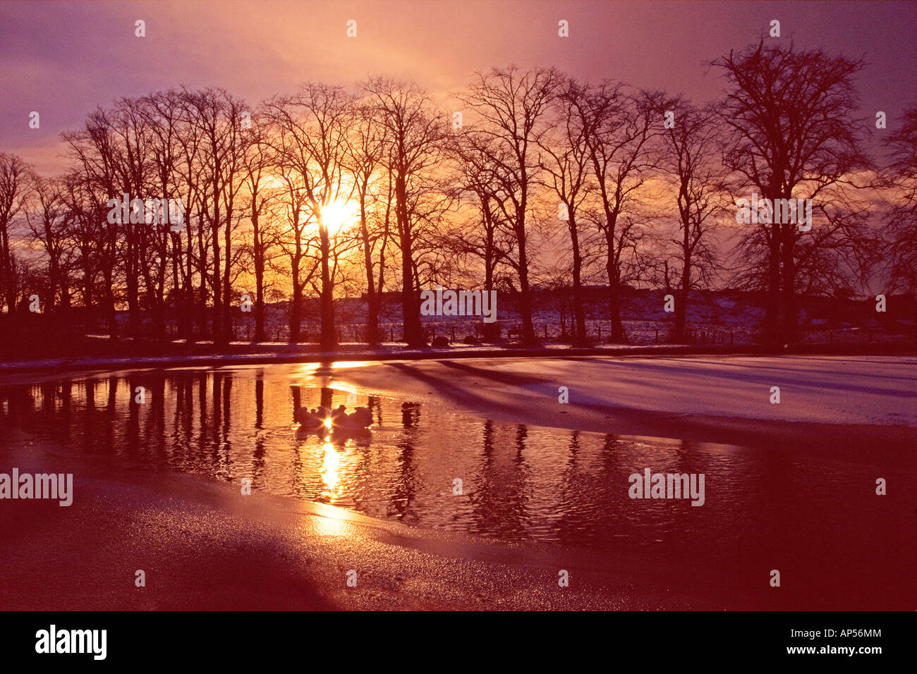 Die gefrorenen Curling Teich auf Colzium Lennox Estate Dameneinzel Stockfoto