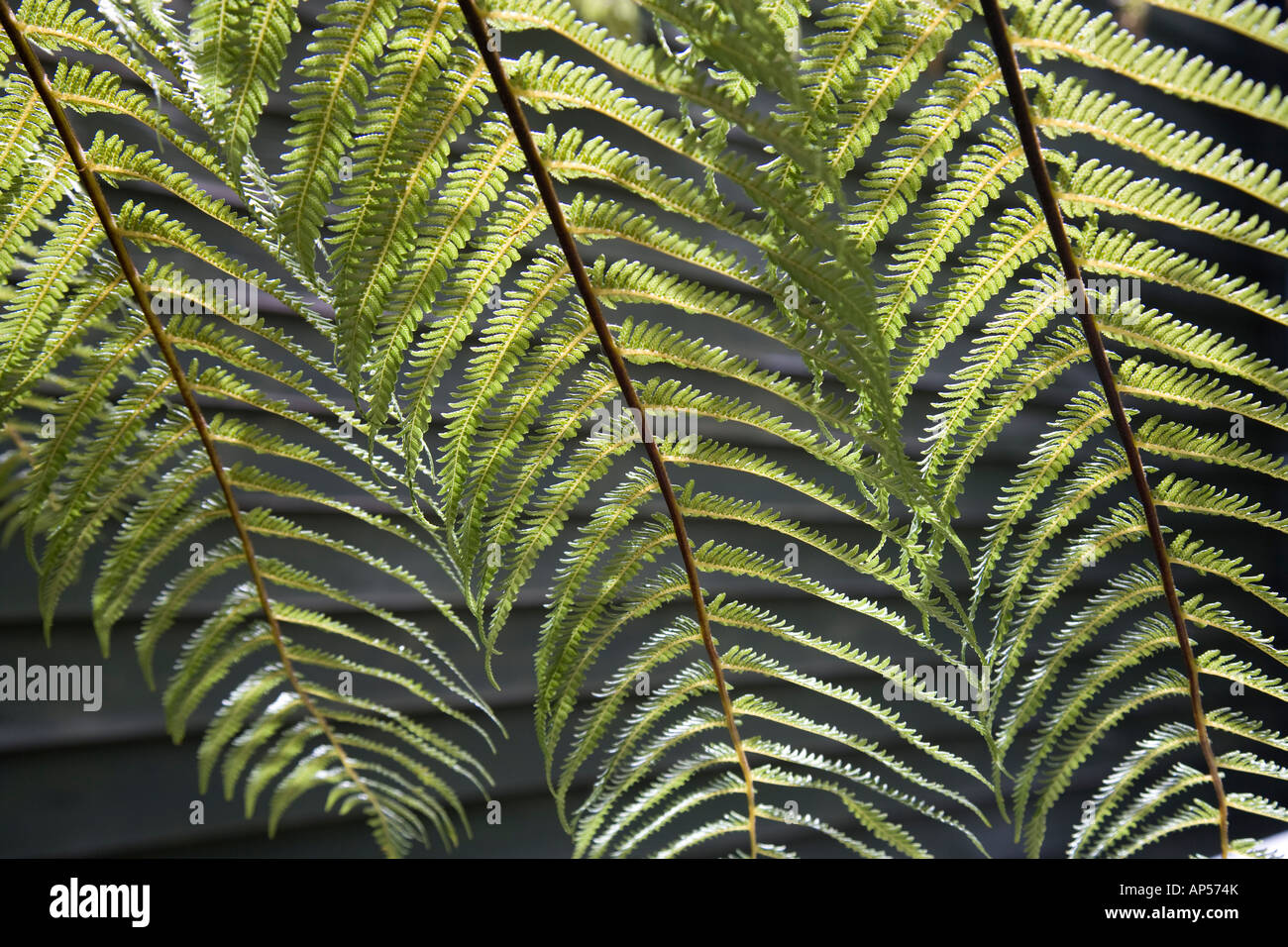 Silbernen Farn Blätter, Neuseeland Stockfoto