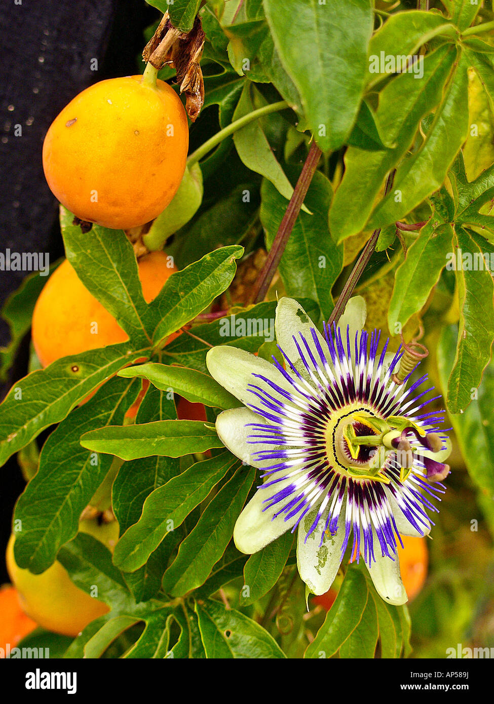 Obst und Blumen auf wachsende Passiflora oder Leidenschaft Blume eine Wand in Bromham Wiltshire England UK EU Stockfoto